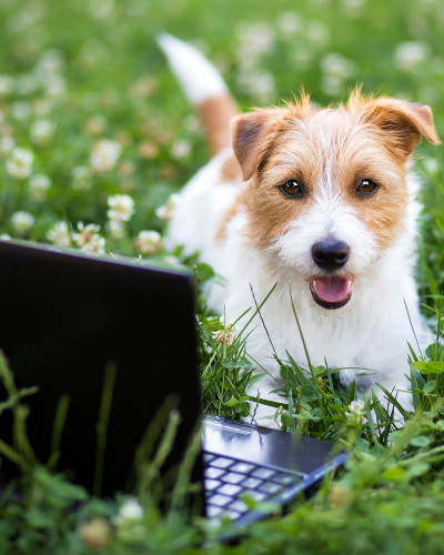 12Wk_Puppy_SignUp_10