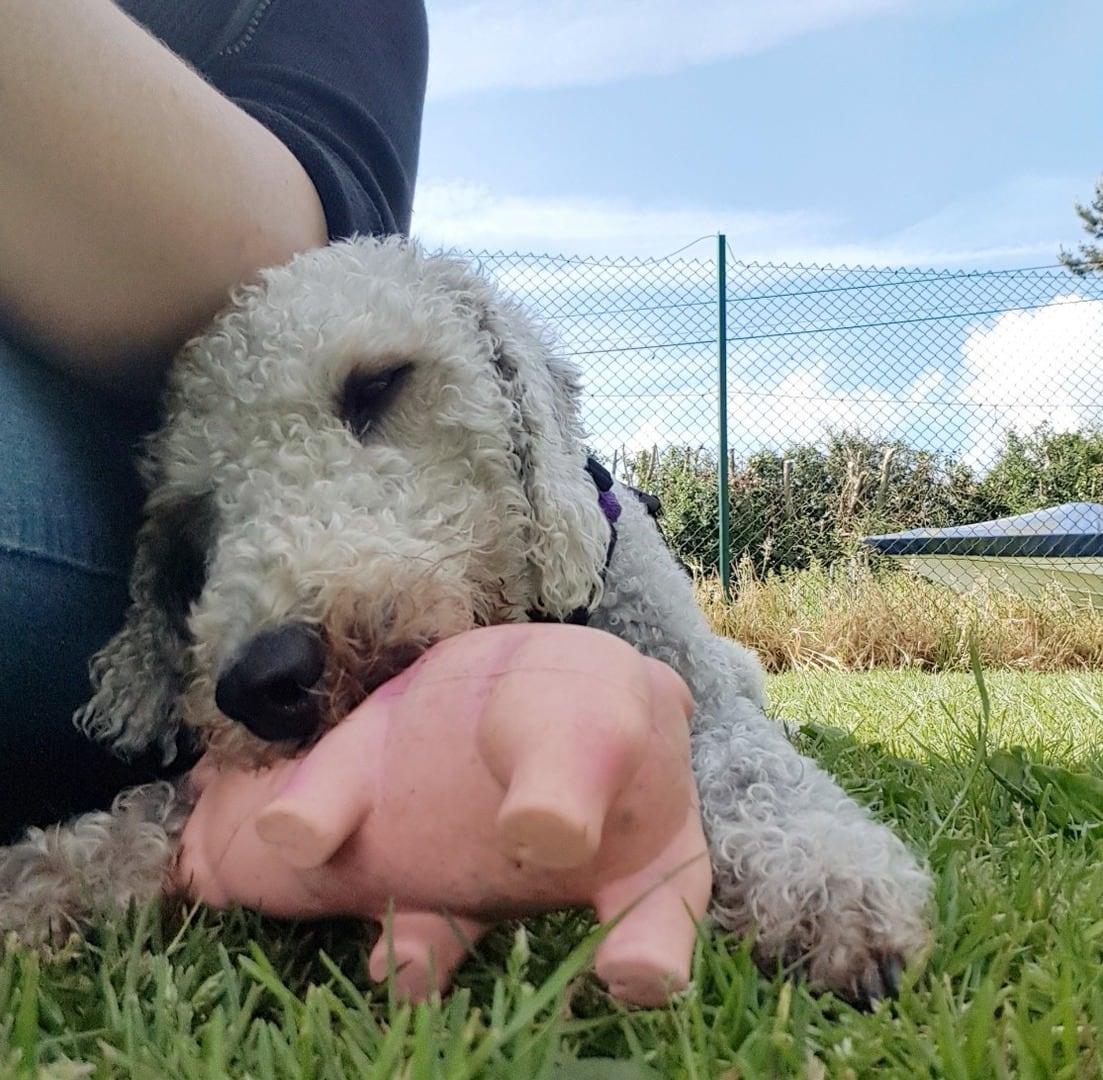 Charlie the Bedlington Terrier in a Canine Thinking Behaviour Session