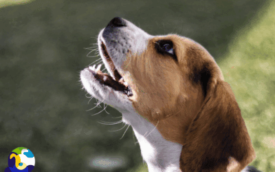 Could your barky dog have worms? Surprising links between parasites, health and behaviour