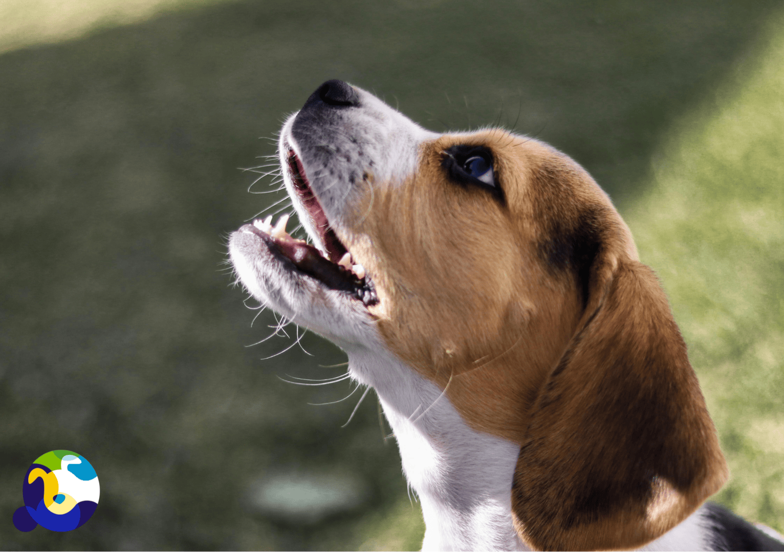 Parasites & Behaviour