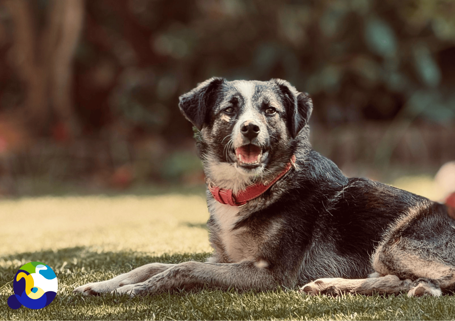 Image of Sanna Dog laying on grass looking at the camera