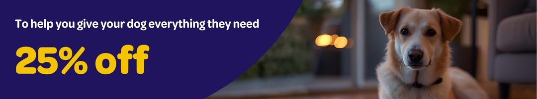 Picture of a fawn and white dog with a soft, face, lying on a rug, feeling relaxed as it goes dark outside and fireworks begin to start. 