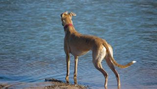A dog standing at the edge of the water, looking out across a calm shoreline.