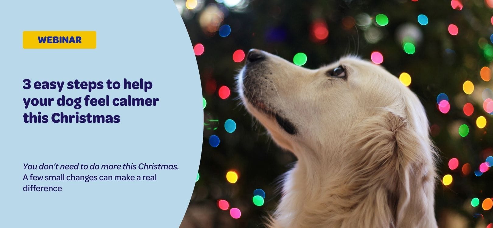 A relaxed dog sitting calmly in front of softly lit Christmas lights