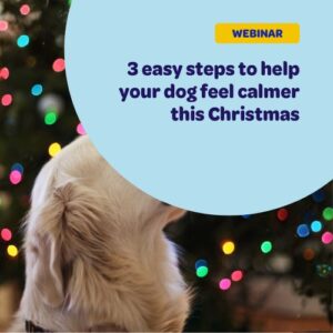 A relaxed dog sitting calmly in front of softly lit Christmas lights