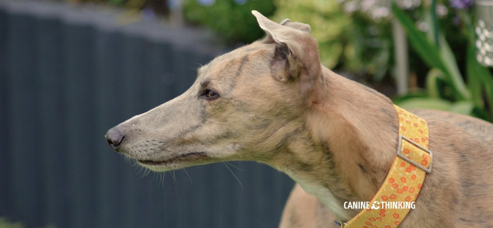 Calm adult dog sitting quietly outdoors, alert and attentive, with no obvious signs of discomfort