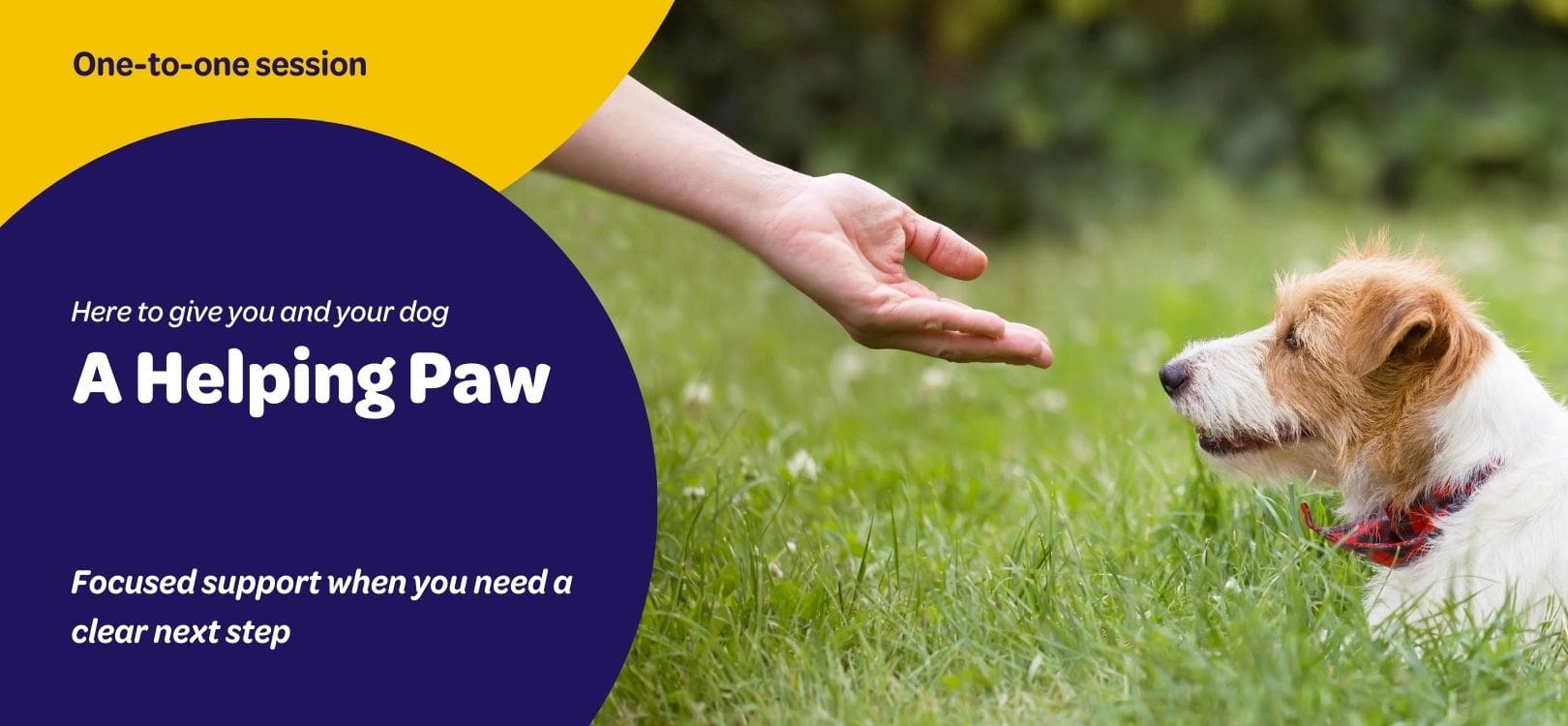 Dog sitting on grass outdoors looking towards an outstretched human hand