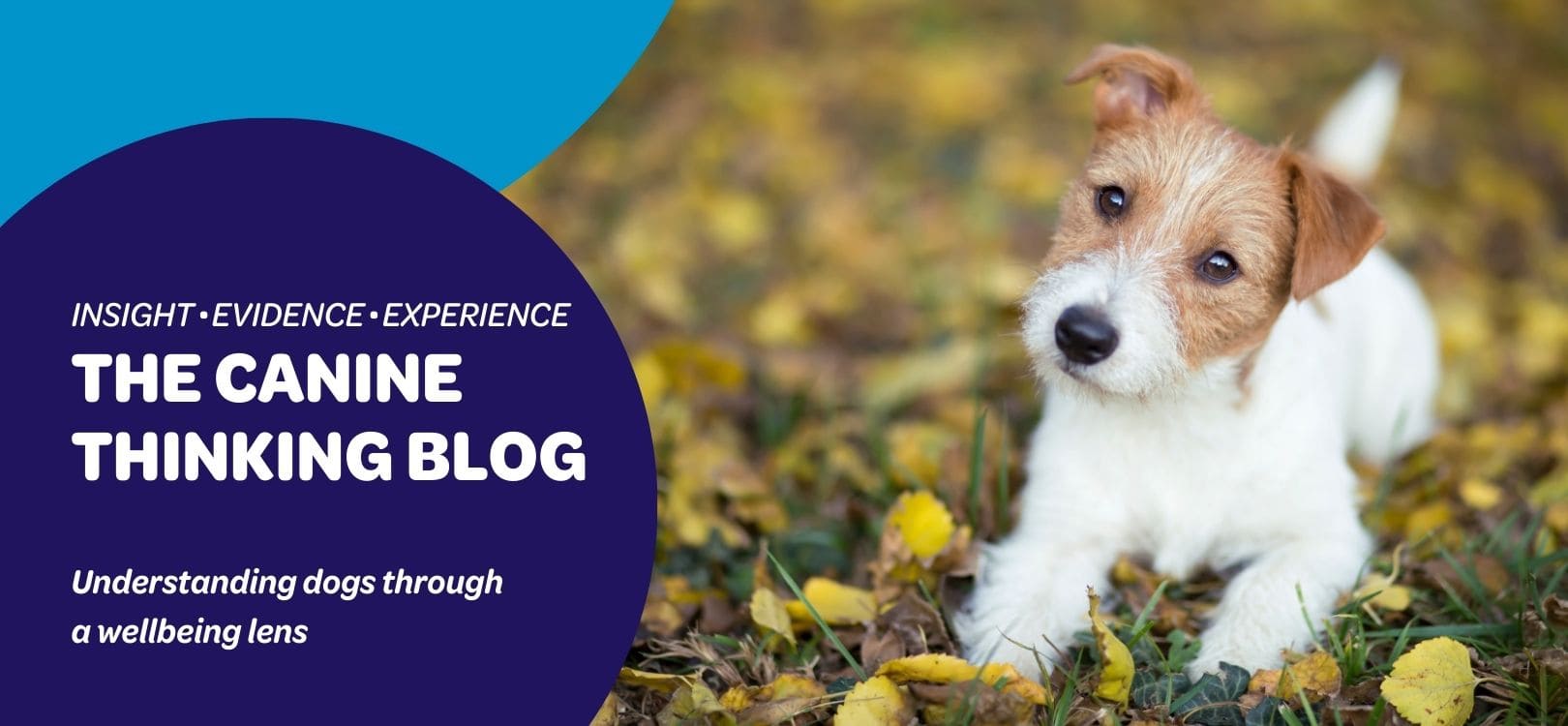 Dog lying calmly in autumn leaves, looking attentively at the camera