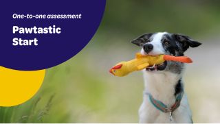 Dog sitting outdoors holding a toy in its mouth, looking focused and engaged