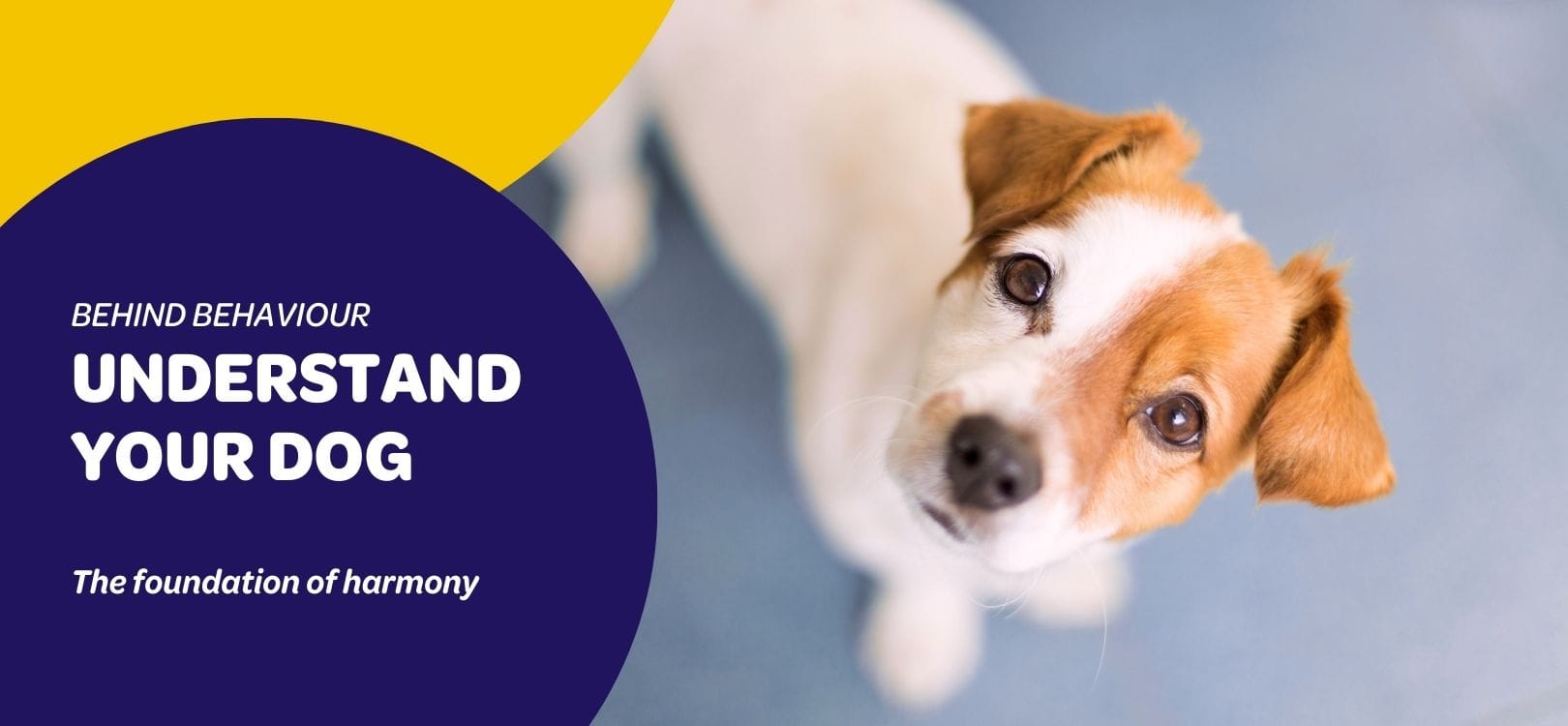 A small dog looking up attentively at their guardian.