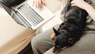 A dog resting calmly beside their guardian while they use a laptop, suggesting relaxed learning at home.