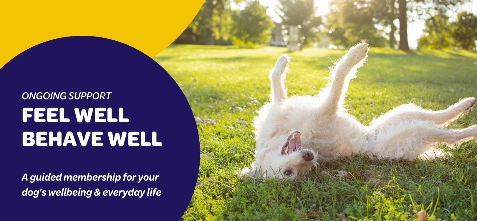 A relaxed dog rolling on the grass in a sunny park, showing ease, comfort and enjoyment of everyday life